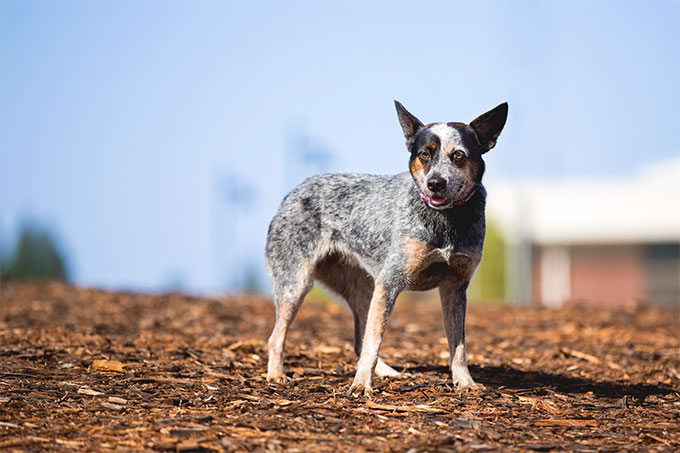 can a australian cattle dog and a american staffordshire terrier be friends