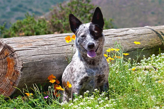 types of cattle dogs