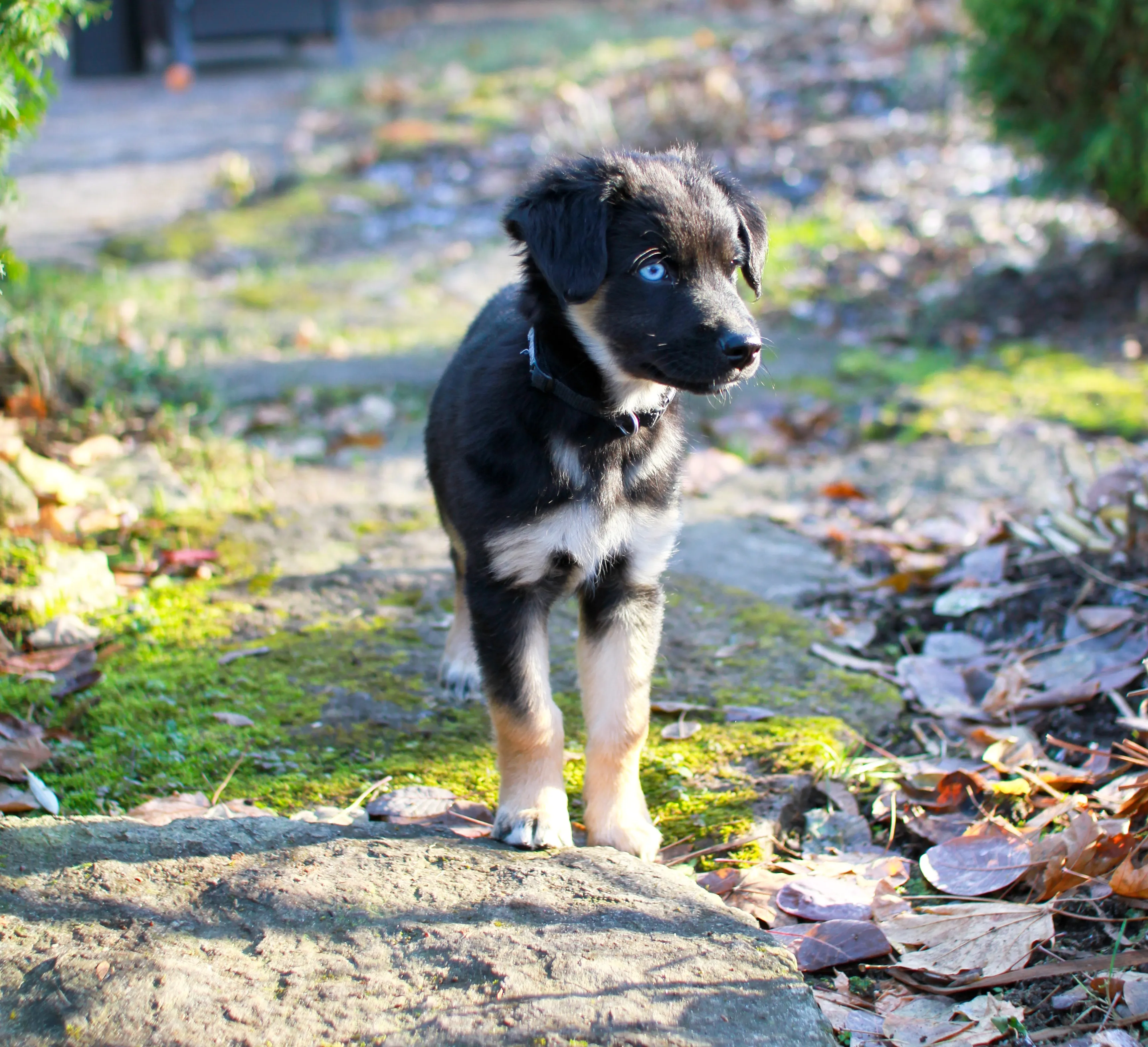Australian Shepherd Lab Mixed Dog Breed Pictures