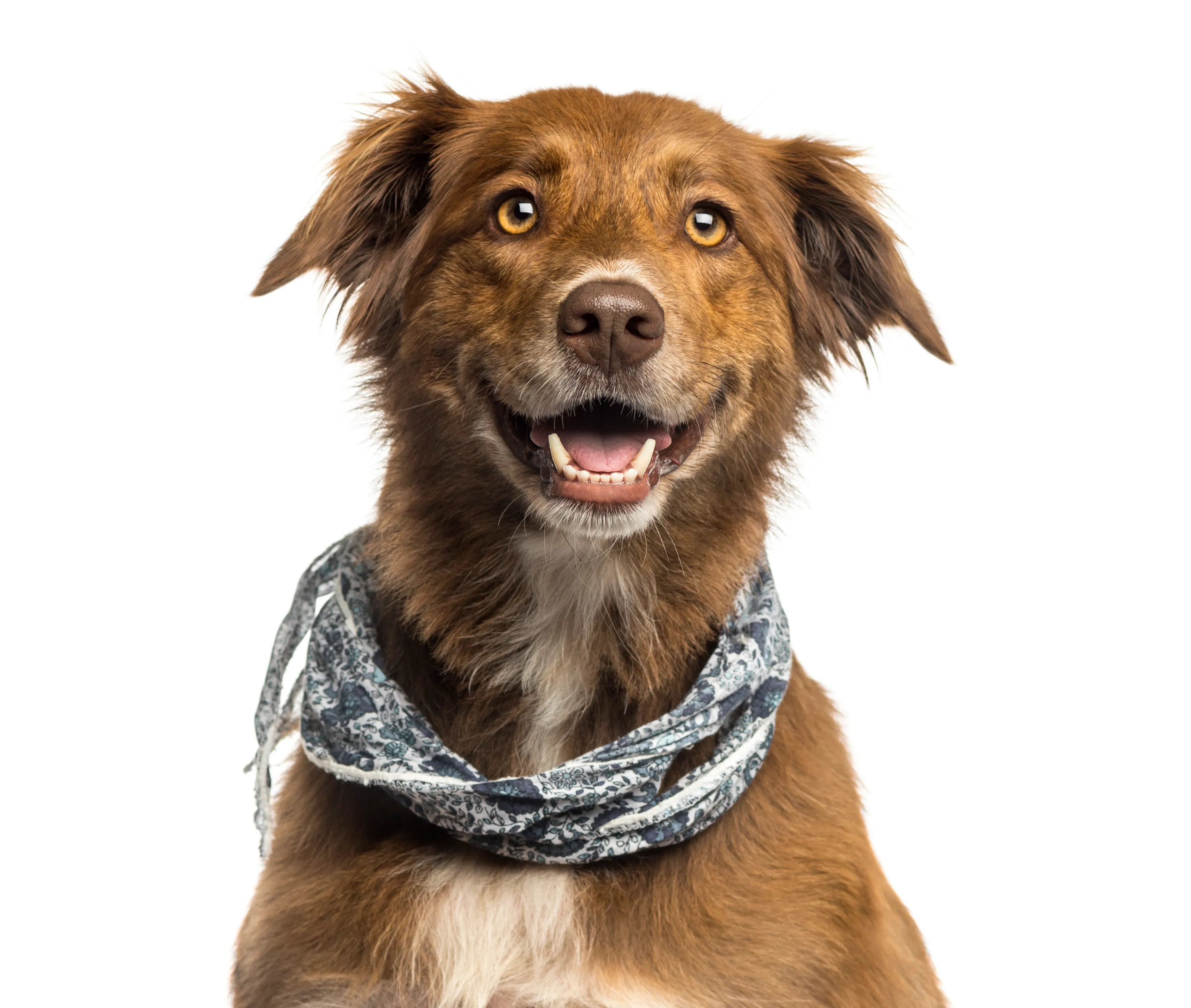 Australian Shepherd Lab Mixed Dog Breed Pictures