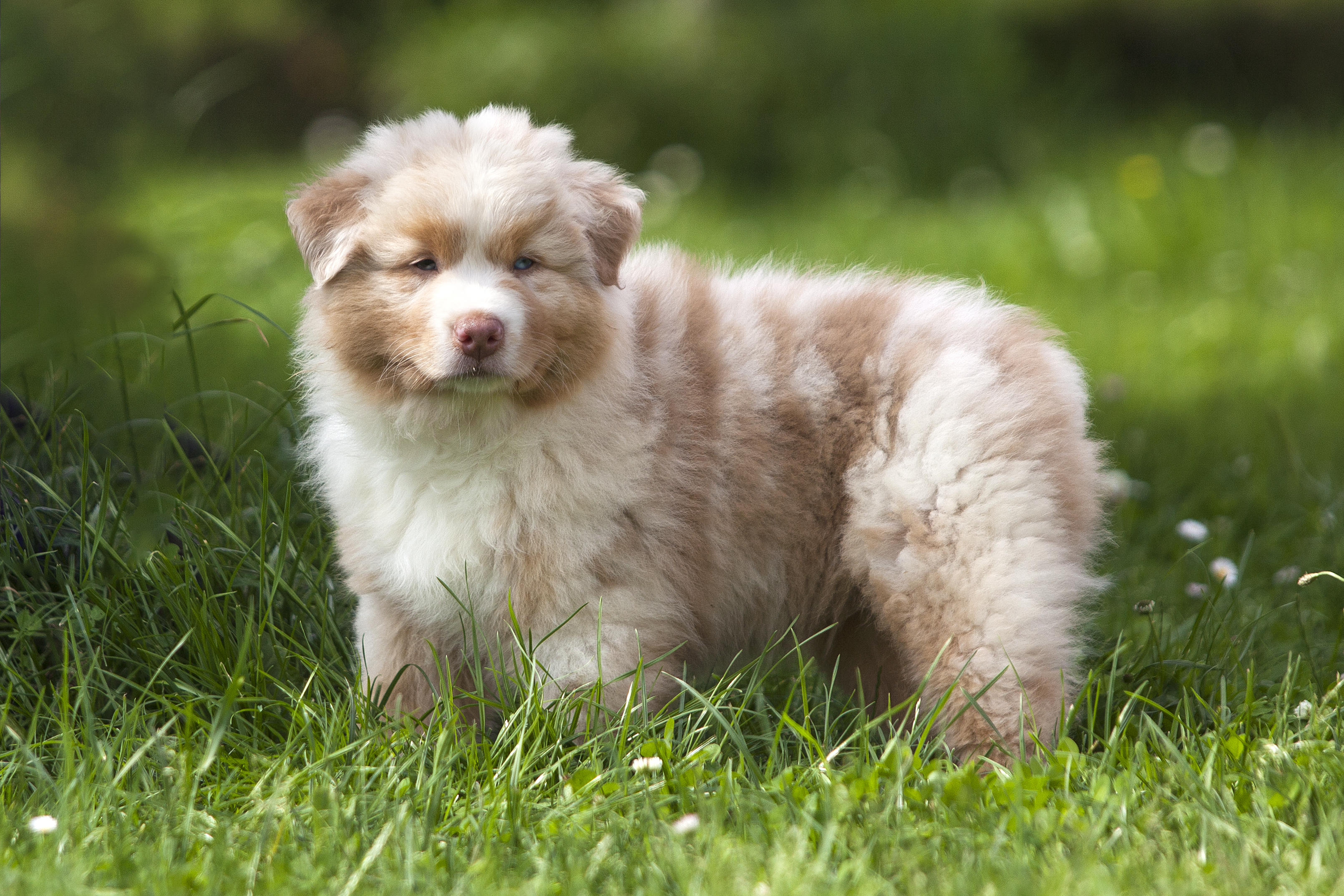 Australian Shepherd Puppies: Cute Pictures & Facts - DogTime