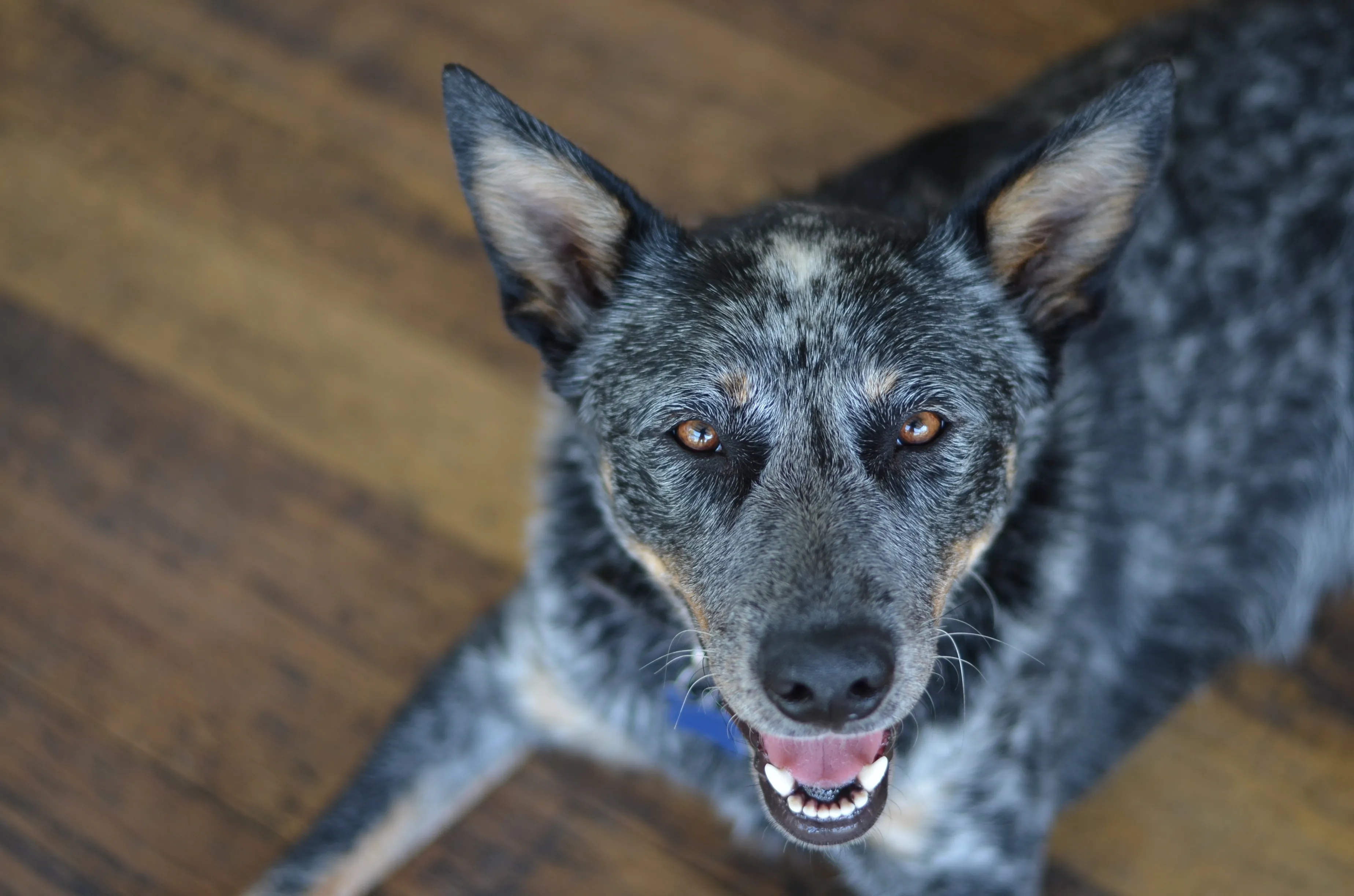 https://dogtime.com/wp-content/uploads/sites/12/gallery/australian-stumpy-tail-cattle-dog-breed-pictures/australian-stumpy-tail-cattle-dog-1.jpg