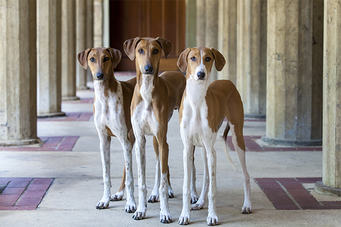 Azawakh Dog Breed Picture