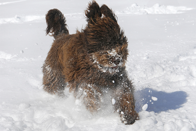 are barbets smart dogs