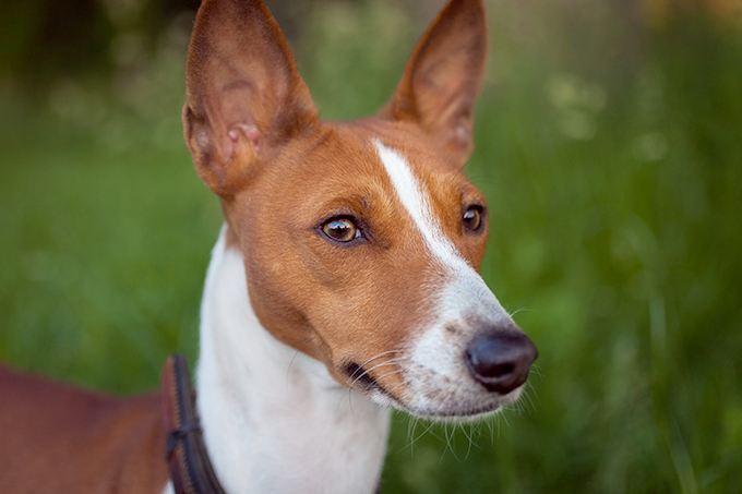 Basenji Dog Breed Information, Pictures, Characteristics & Facts - Dogtime