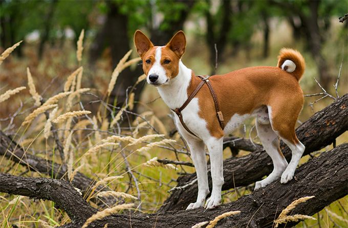 are basenjis affectionate dogs