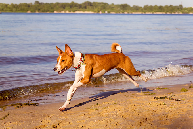 Basenji Dog Breed Information, Pictures, Characteristics & Facts - Dogtime