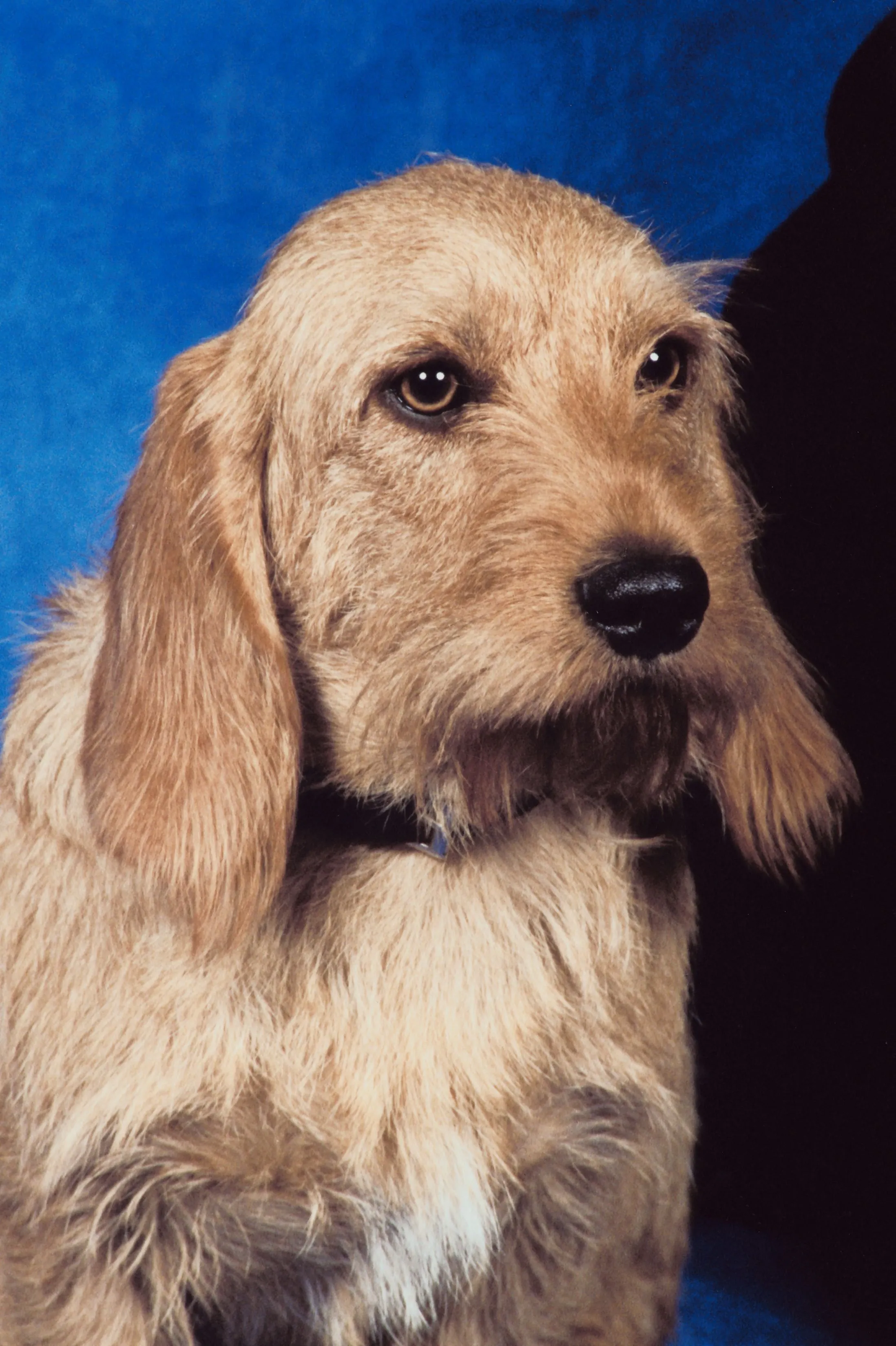 Basset Fauve de Bretagne Dog Breed Pictures