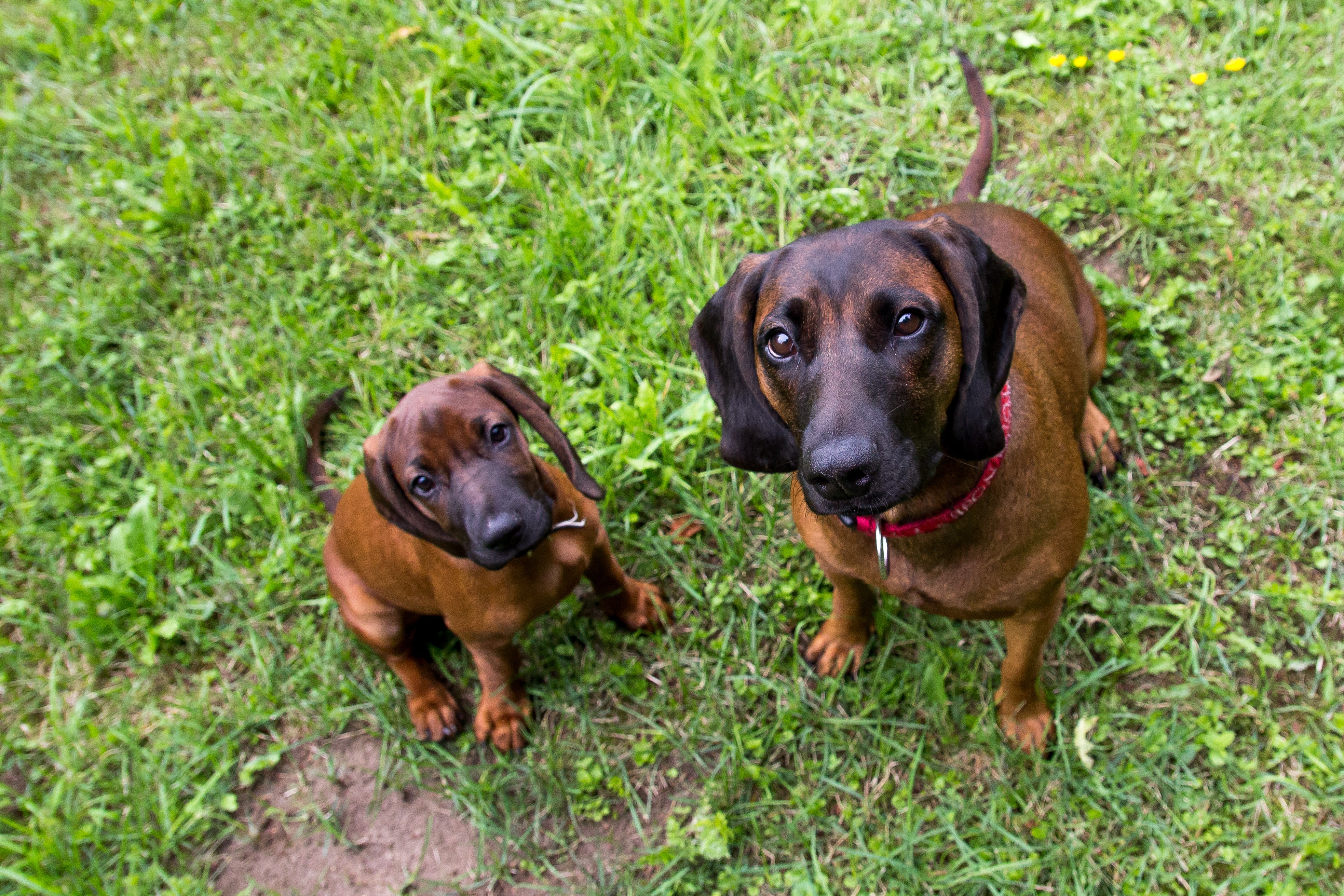 are bavarian mountain hounds intelligent dogs