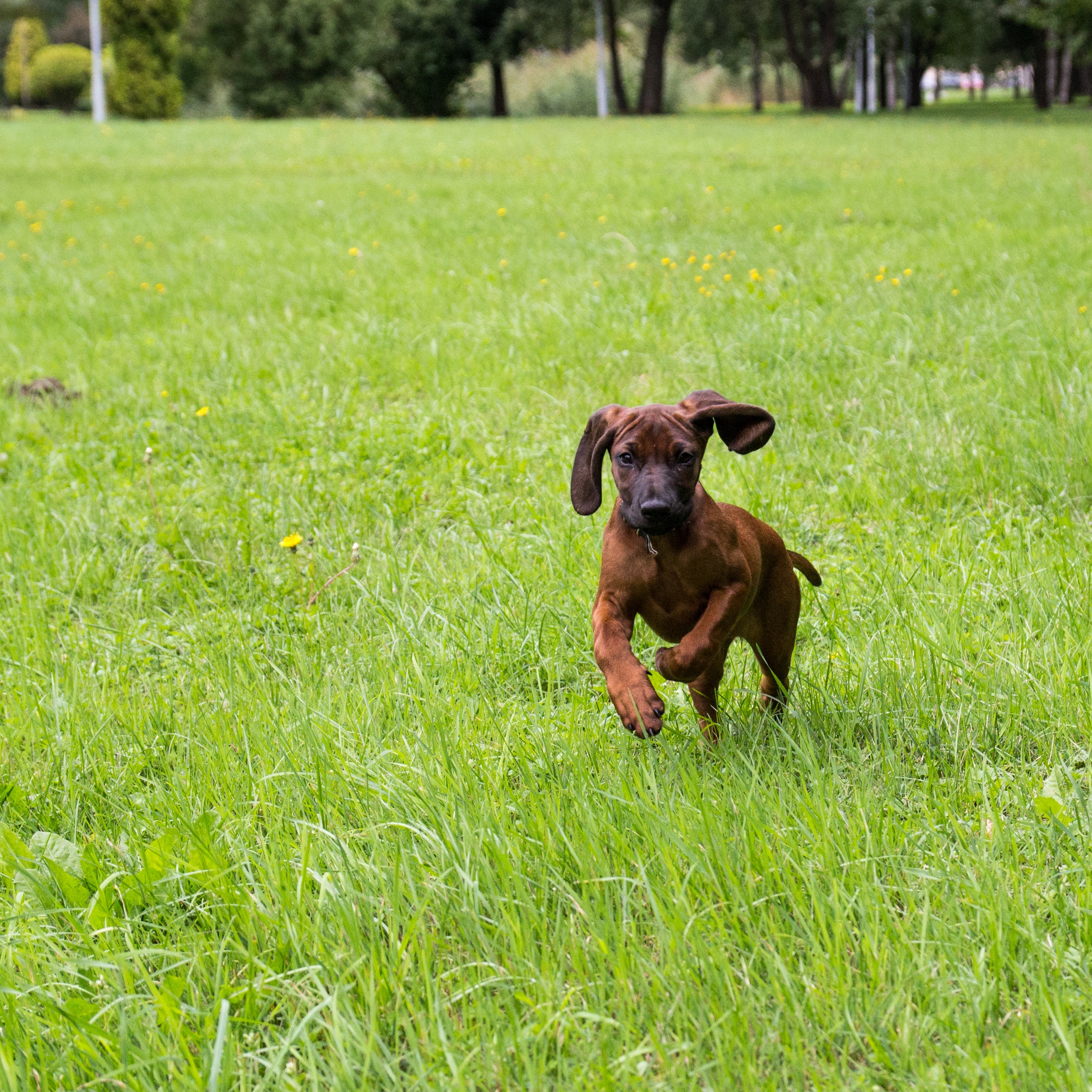 what do you feed a bavarian mountain hound