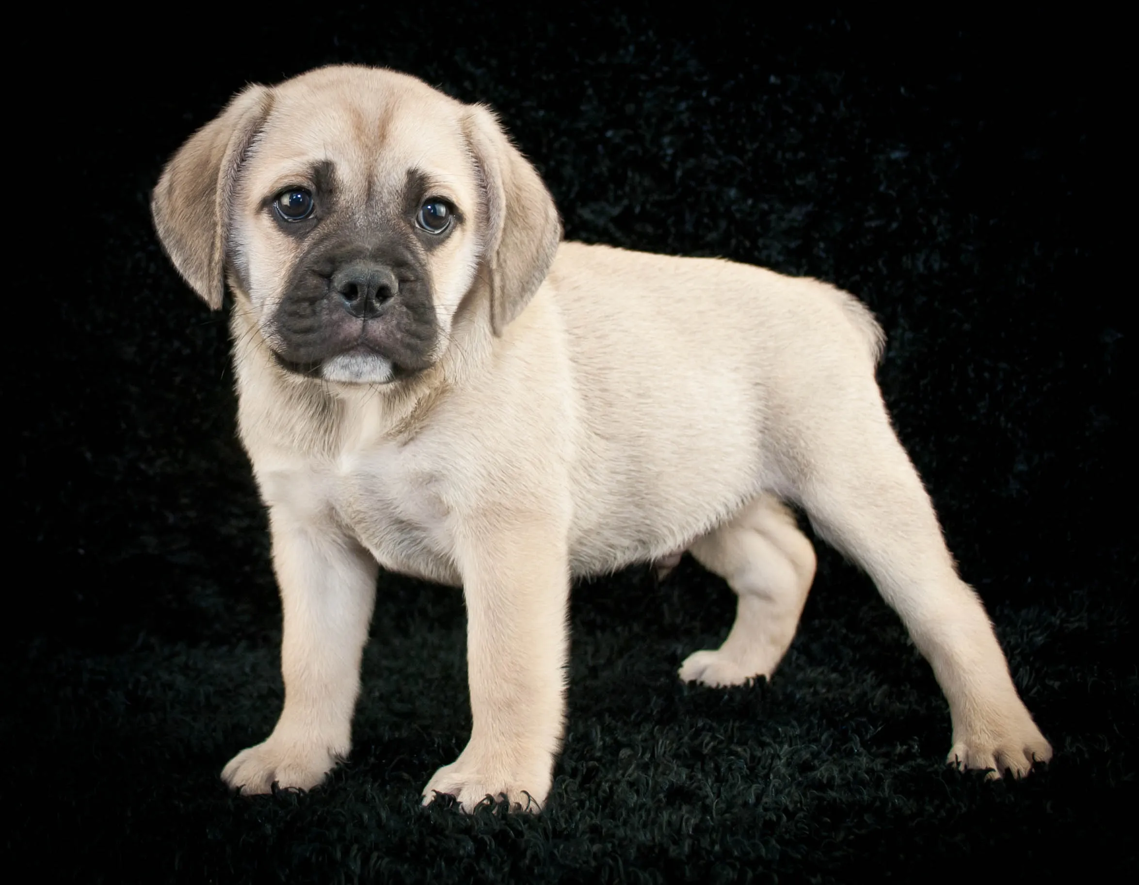 Beabull Mixed Dog Breed Pictures