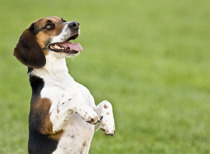 do beagles like to run