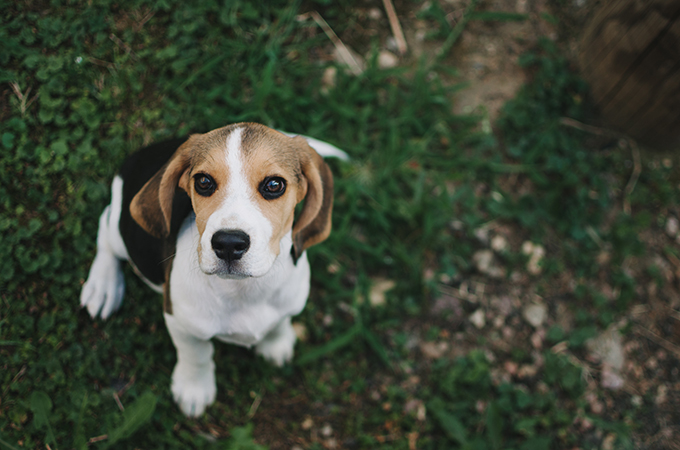 Beagle Puppies: Cute Pictures And Facts - DogTime