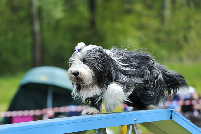 are bearded collies good family companions