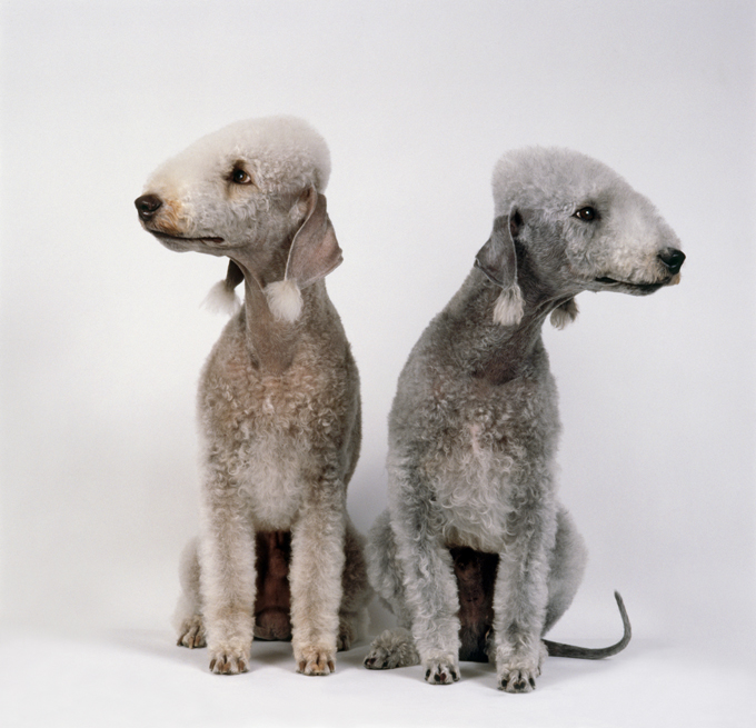 are bedlington terrier noisy