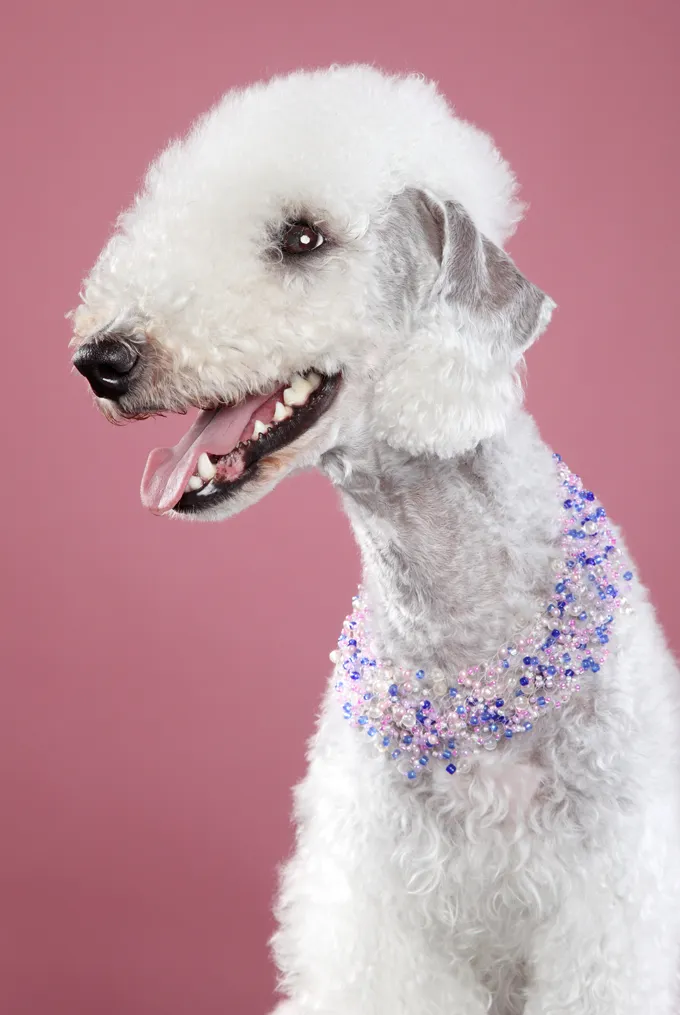 Bedlington Terrier Dog Breed Information, Pictures, Characteristics ...