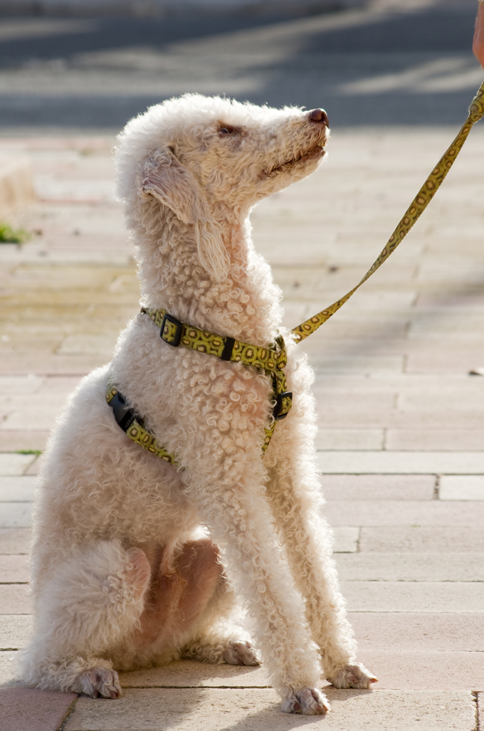 are bedlington terrier noisy