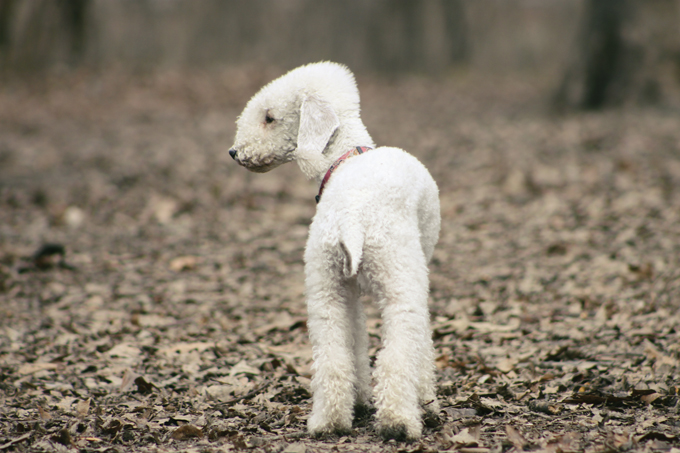 are bedlington terrier noisy