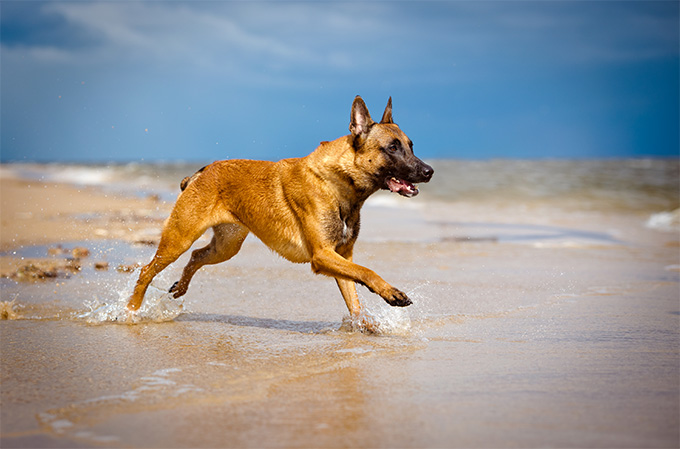 Belgian Malinois Dog Breed Information, Pictures, Characteristics ...