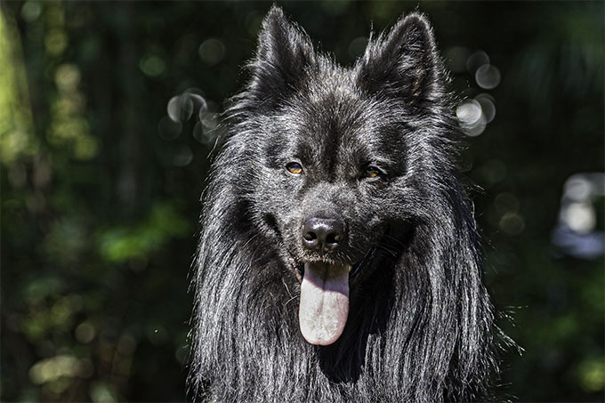 Belgian Sheepdog Dog Breed Picture