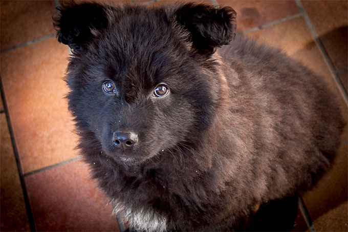 Belgian Sheepdog Dog Breed Picture