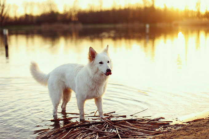 Belgian Sheepdog Dog Breed Picture