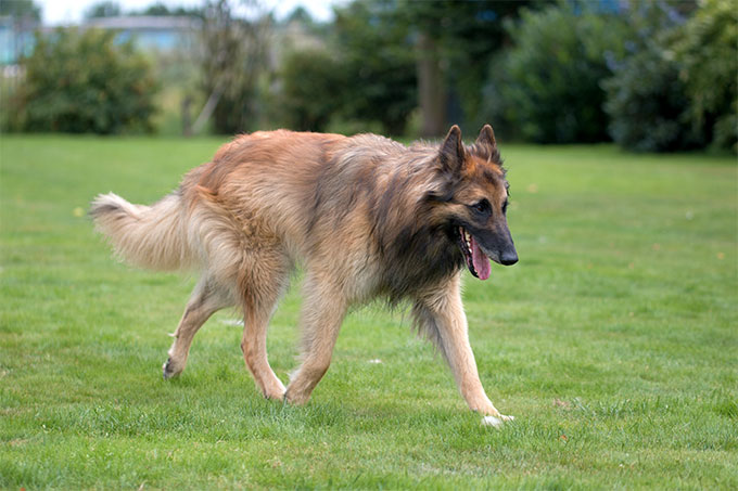 Belgian Tervuren Dog Breed Information, Pictures, Characteristics ...