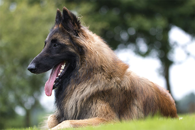 Belgian Tervuren Dog Breed Information, Pictures, Characteristics ...