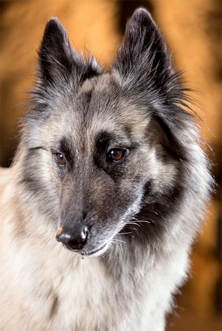 Belgian Tervuren Dog Breed Information, Pictures, Characteristics ...