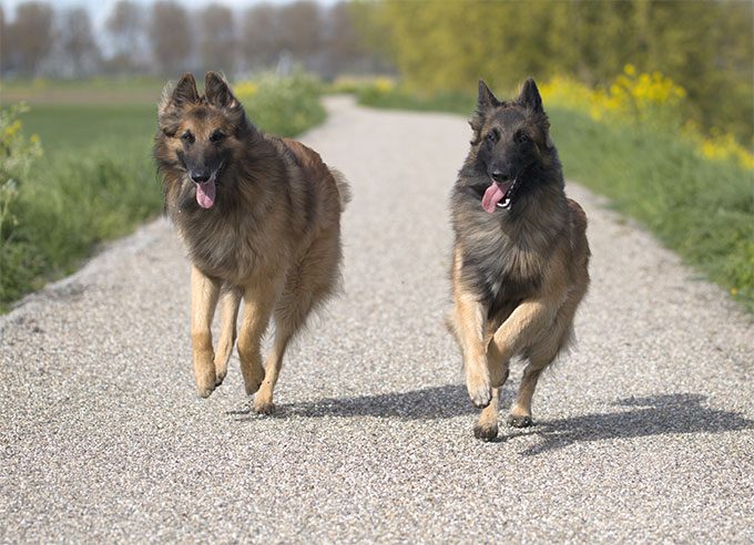 Belgian Tervuren Dog Breed Information, Pictures, Characteristics ...