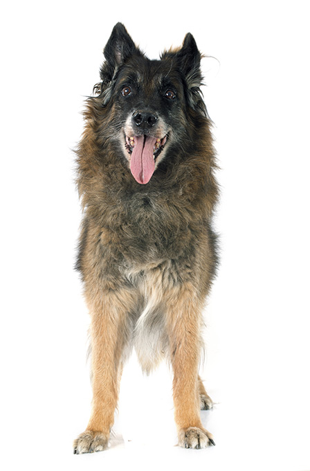 Belgian Tervuren Dog Breed Information, Pictures, Characteristics ...