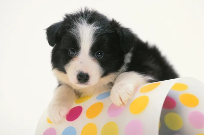Bernese Mountain Dogs And Puppies