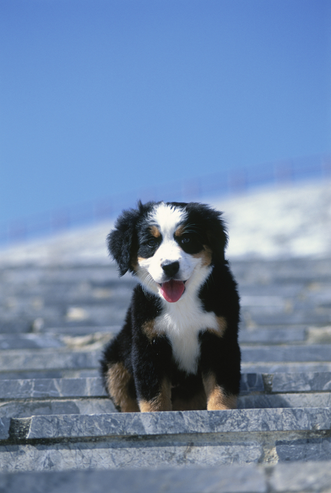 Bernese Mountain Dogs And Puppies