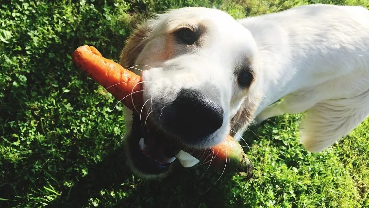Raw & Lightly Steamed Vegetables For Your Senior Dog