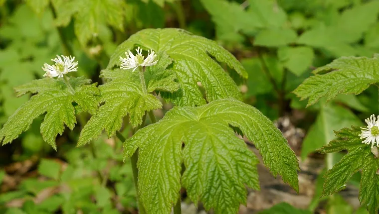 Goldenseal For Watery Eyes