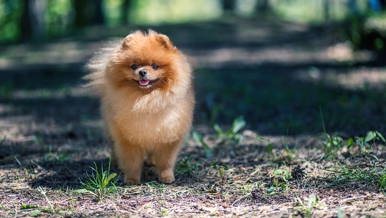 are pomeranians good service dogs