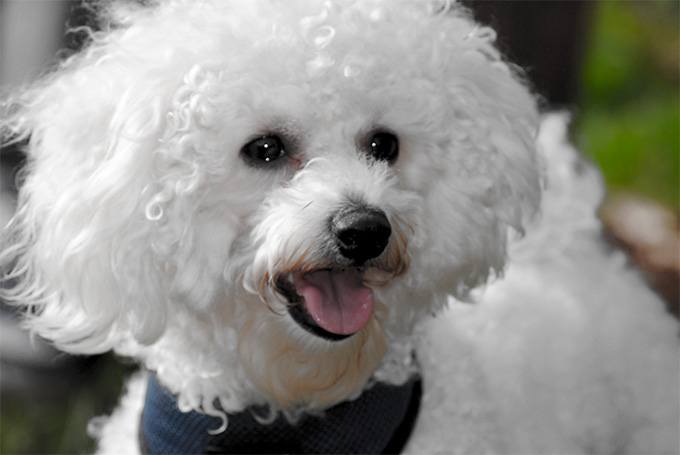 Bichon Frise Dog Breed Information, Pictures, Characteristics & Facts ...