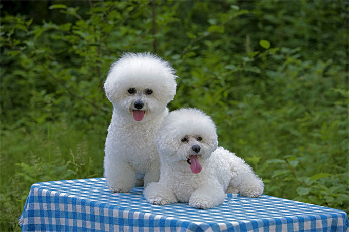 are bichon frise dogs aggressive