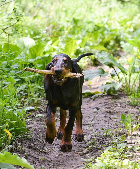 Black And Tan Coonhound Dog Breed Information, Pictures ...