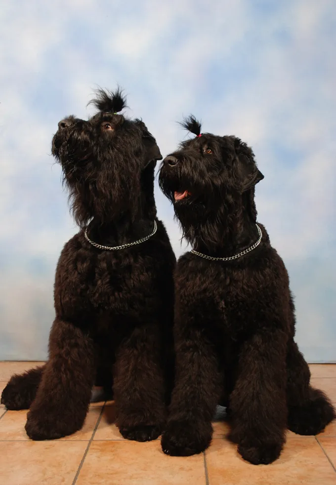 are black russian terrier good with kids