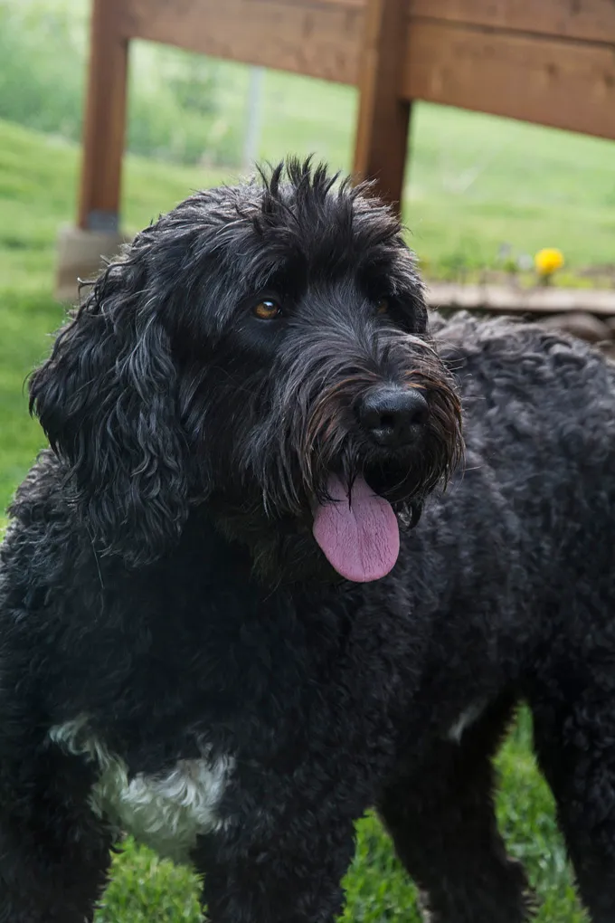 are black russian terrier good with kids