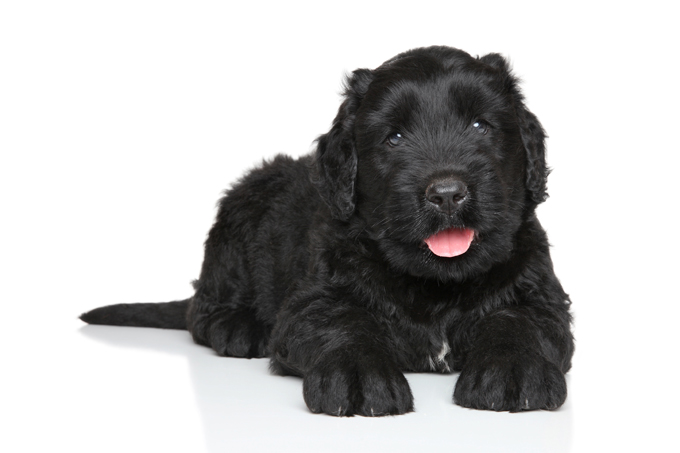 Scully Rund lugt Black Russian Terrier Dog Breed Information, Pictures, Characteristics &  Facts - Dogtime