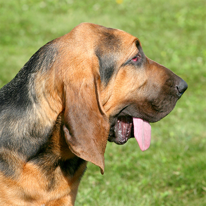 are bloodhounds smart dogs