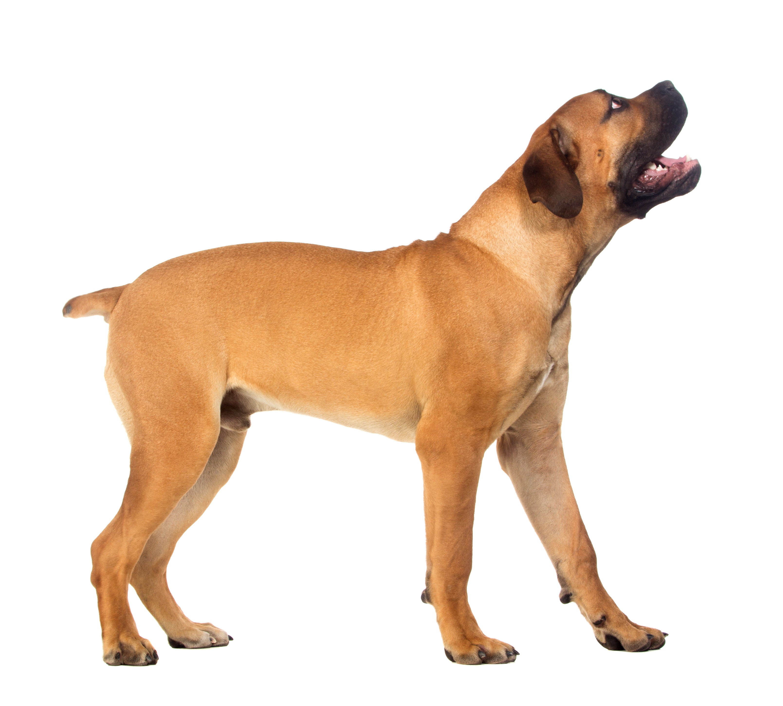 Boerboel Dog Breed Information and Pictures