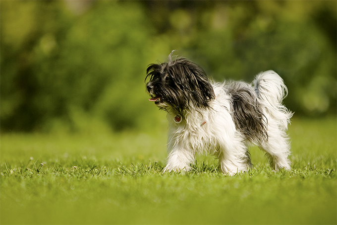 are bolognese dogs seasonally moult