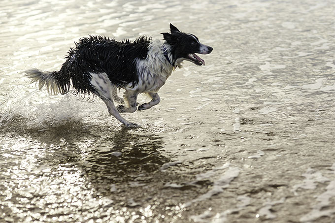 what age do border collies go into heat