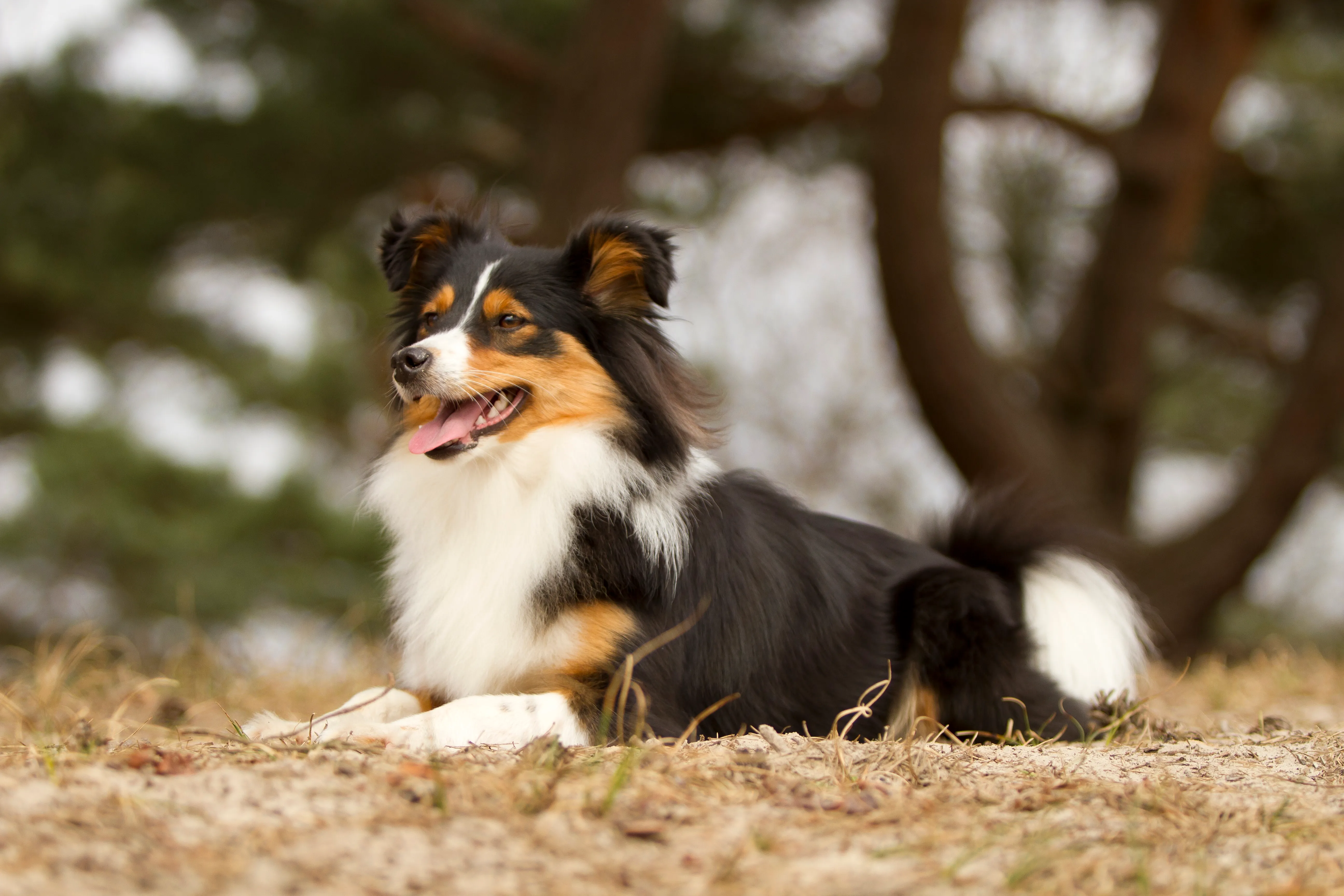 Border Colie  Airland Borders & Shelties
