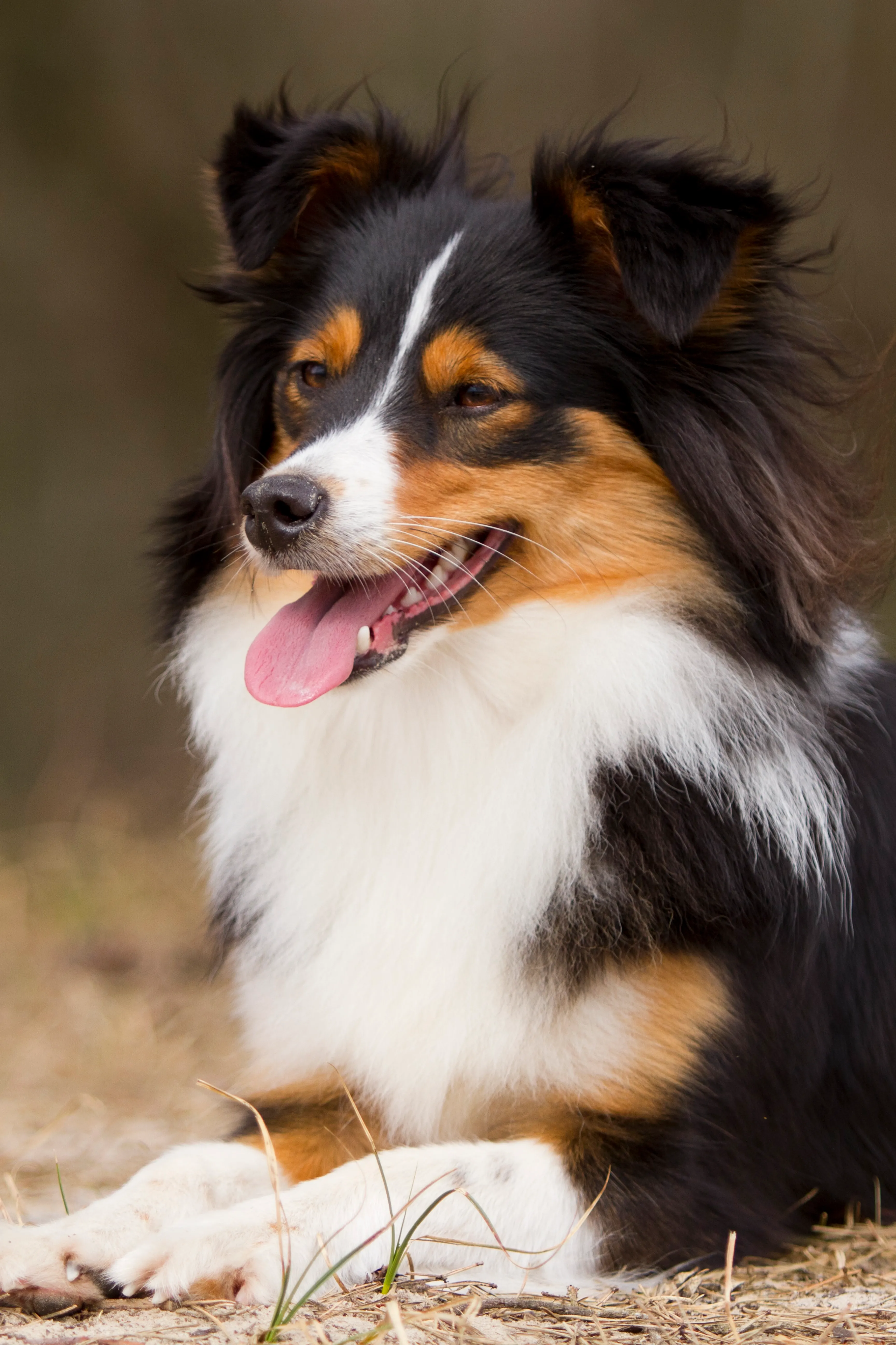 Border Sheepdog Mixed Dog Breed Pictures