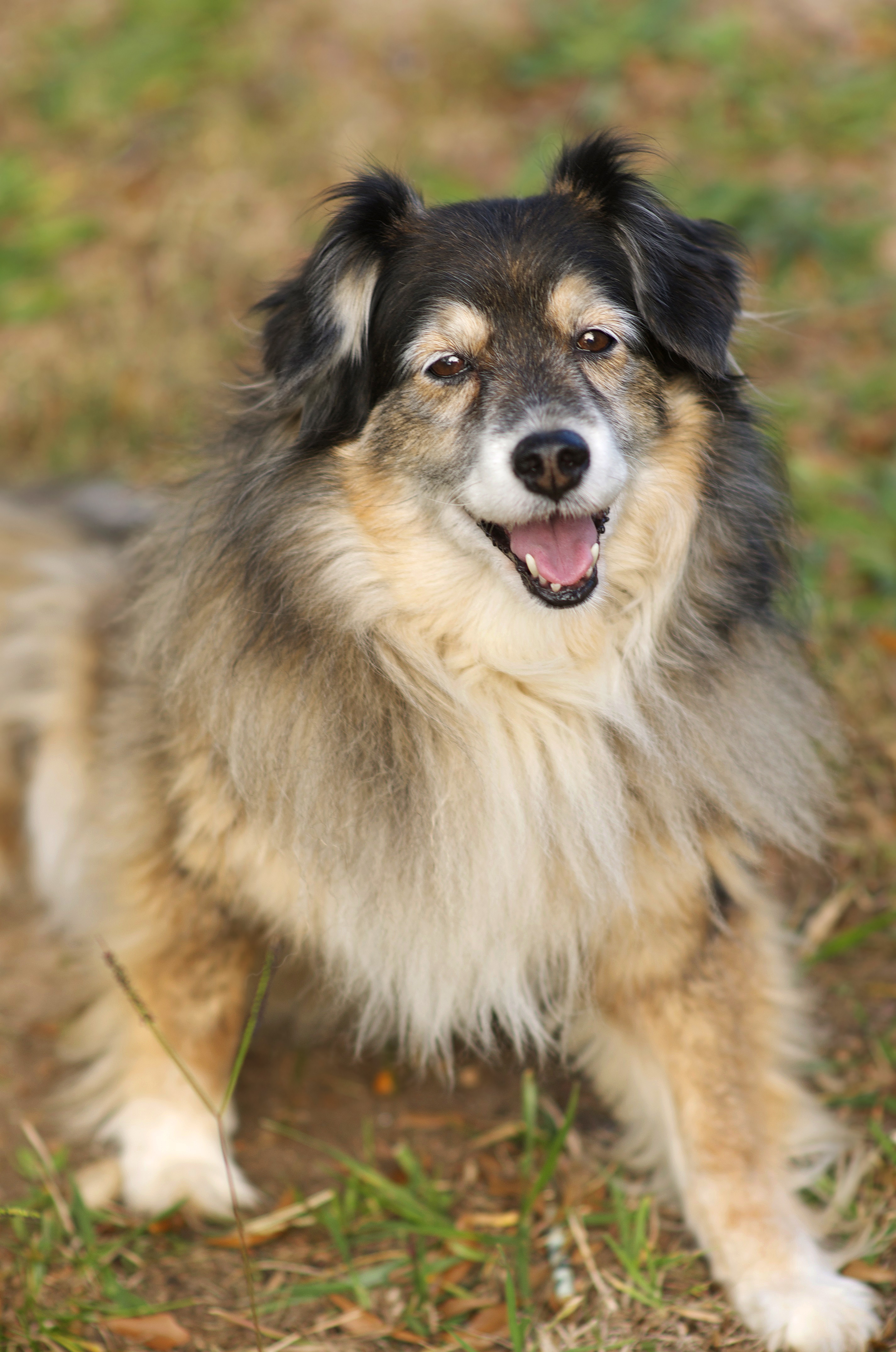 Sheltie cross hot sale border collie