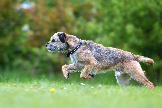 is the border terrier a good breed of dog